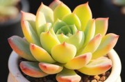 大尺寸的小黄说字多肉有哪些？探索大型黄色多肉植物品种
