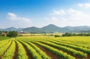 亚洲一线产区与二线产区的区别，产业布局、经济影响与发展潜力