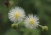 含羞草传媒4.2.0app，每天免费三次，解锁精彩内容