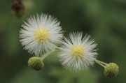 含羞草传媒4.2.0app，每天免费三次，解锁精彩内容
