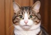 猫咪最新永久地域网名是什么？探索网络文化中的萌宠命名趋势