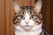 猫咪最新永久地域网名是什么？探索网络文化中的萌宠命名趋势