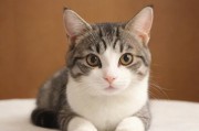新版猫咪地域网名入口3.0，探索萌宠社交新纪元