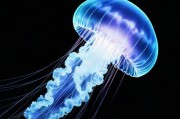 生物荧光现象揭秘，水母体内的神秘白色喷泉