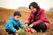 黄土地上的温情，一小孩和妈妈摘萝卜的冬日记忆