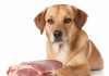狗狗猛涨精肉秘诀，科学喂养让狗大壮增肥增食欲