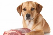 狗狗猛涨精肉秘诀，科学喂养让狗大壮增肥增食欲