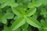 嫩叶草M码与欧洲码的区别，尺码对照与选购指南