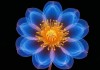 OVER FLOWER，当绽放超越界限的艺术与哲学