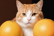 柚子猫是不是被抓了？网络宠物的风波与真相调查