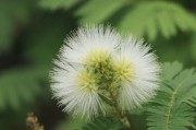 含羞草传媒，每天免费三次的IOS娱乐新体验