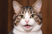 猫咪最新地域网名3336PT3，数字时代的萌宠文化新现象