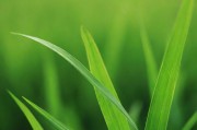 草木人间，从植物生态看生命韧性