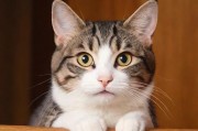 猫咪最新地域网名3336，一场关于萌宠文化的数字狂欢