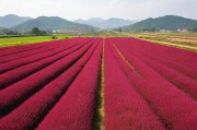 亚洲红花网，连接亚洲花卉产业的数字桥梁
