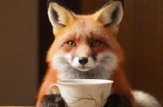 茶杯狐 CUPFOX，让找电影变得简单，沈腾喜剧一网打尽