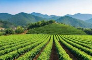 亚洲一线与二线产区，葡萄酒与茶叶产业的区域差异与发展趋势
