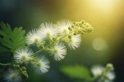 含羞草工作实验室，麻豆背后的自然启示与科技创新