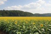 The Future of Farming:How Smart Crop Management is Revolutionizing Agriculture