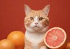 糖心短视频VLOG与柚子猫视频，短视频时代的创意表达与情感共鸣
