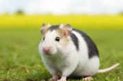 伦理与科技的边界，MOUSE农场K9与人类-畜禽杂交实验的争议