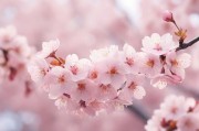 樱花App视频污，网络环境净化与用户自我保护