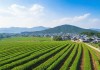 亚洲日本一线产区与二线产区的比较分析