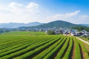 亚洲日本一线产区与二线产区的比较分析