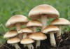 精产国蘑菇品一二三产品区，打造特色农业产业链的典范