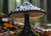黑曜菇之谜，一根改变认知的奇异蘑菇