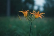 无人乱码，一线、二线、三线城市的忘忧草与数字时代的生存寓言