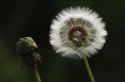 代号含羞草，隐秘行动背后的无声守护者