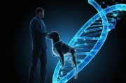 人与狗的DNA播放方式，解码生命信息的传递机制
