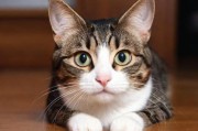 猫咪国外永久地域网名的探索与解析