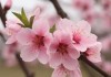 桃花视频APP下载，全方位指南与使用体验