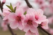 桃花视频APP下载，全方位指南与使用体验