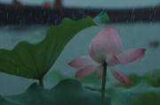 雨荷传情，第十二集 船上的秘密与传承