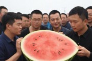 51吃瓜群众网，热心的朝阳群众在网络时代的正义守护