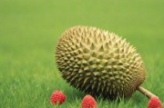 探索涩涩屋草莓榴莲绿巨人秋葵的独特魅力