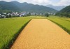 仙踪林日本大豆行情网，全球大豆贸易的新风向标