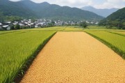 仙踪林日本大豆行情网，全球大豆贸易的新风向标