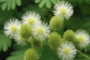 含羞草大豆行情分析，市场动态与未来展望