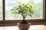 韩式72种扦插方式，探索植物繁殖的艺术与科学
