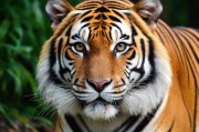 猛虎APP下载安装指南，免费获取高清视频资源的终极攻略
