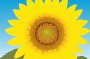 向日葵APP安卓免费下载指南及站长统计使用教程