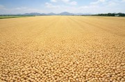 从日本不良网站到正能量入口，大豆行情背后的社会启示