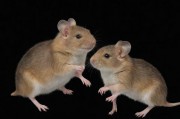 人类生殖生物学中的两性生殖系统协同机制解析