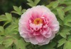 国色天香，从卡2到卡4的文化传承与创新
