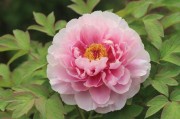 国色天香，从卡2到卡4的文化传承与创新