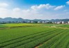 产区一二三区下卡2021，产业布局与发展新趋势
